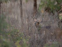 Bushbuck (Tragelaphus scriptus)