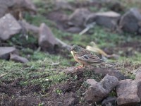 Ortolan Bunting (Emberiza hortulana)