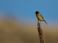 Ethiopian Siskin (Serinus nigriceps)