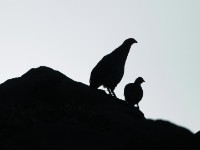 Erckel's Francolin (Pternistis erckelii)