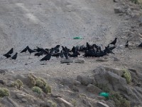 Red-billed Chough (Pyrrhocorax pyrrhocorax)