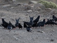 Red-billed Chough (Pyrrhocorax pyrrhocorax)