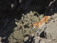 Ethiopian wolf (Canis simensis)