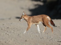 Ethiopian wolf (Canis simensis)
