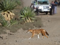 Ethiopian wolf (Canis simensis)