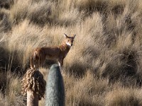 Ethiopian wolf (Canis simensis)