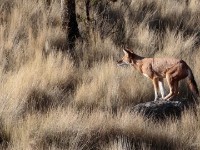 Ethiopian wolf (Canis simensis)