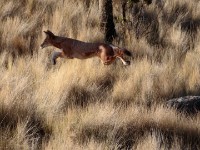 Ethiopian wolf (Canis simensis)