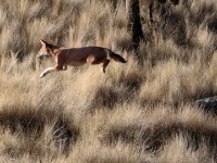 Ethiopian wolf (Canis simensis)