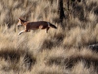 Ethiopian wolf (Canis simensis)