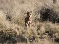 Ethiopian wolf (Canis simensis)
