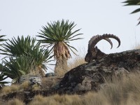 Walia Ibex (Capra walie)