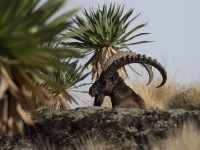 Walia Ibex (Capra walie)