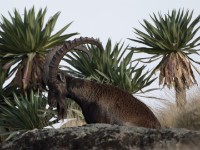 Walia Ibex (Capra walie)