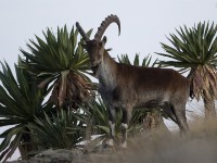 Walia Ibex (Capra walie)