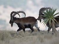 Walia Ibex (Capra walie)