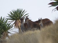 Walia Ibex (Capra walie)