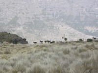 Walia Ibex (Capra walie)