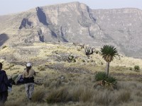 Walia Ibex (Capra walie)