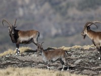 Walia Ibex (Capra walie)