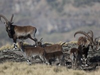 Walia Ibex (Capra walie)