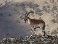 Walia Ibex (Capra walie)