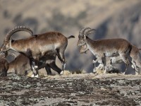 Walia Ibex (Capra walie)