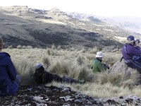 Walia Ibex (Capra walie)