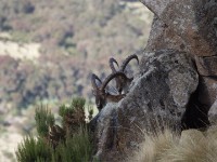 Walia Ibex (Capra walie)