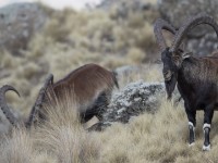 Walia Ibex (Capra walie)