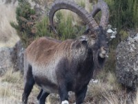 Walia Ibex (Capra walie)