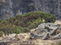 Tawny Eagle (Aquila rapax)