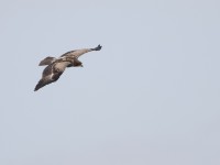 Tawny Eagle (Aquila rapax)