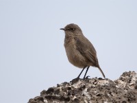 Moorland Chat (Pinarochroa sordida)