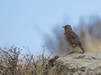 Thekla Lark (Galerida theklae)