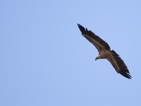 Rüppell's Vulture (Gyps rueppelli)