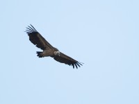 Rüppell's Vulture (Gyps rueppelli)