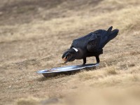 Thick-billed Raven (Corvus crassirostris)