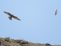 Lanner Falcon (Falco biarmicus) juvenile