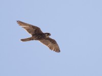 Lanner Falcon (Falco biarmicus) juvenile