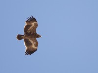 Steppe Eagle (Aquila nipalensis)