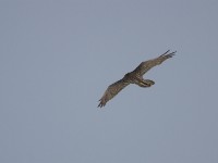 Bearded Vulture (Gypaetus barbatus)