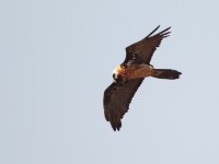 Bearded Vulture (Gypaetus barbatus)