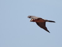 Bearded Vulture (Gypaetus barbatus)