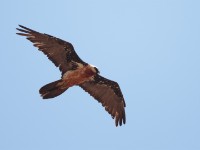 Bearded Vulture (Gypaetus barbatus)