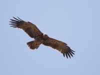 Tawny Eagle (Aquila rapax)