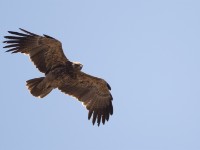 Tawny Eagle (Aquila rapax)