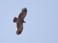 Tawny Eagle (Aquila rapax)