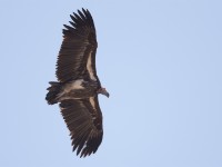 Lappet-faced Vulture (Torgos tracheliotos)