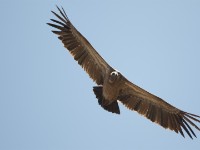 Rüppell's Vulture (Gyps rueppelli)